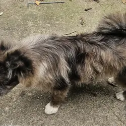 Pomchi