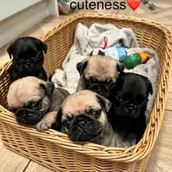 Last two! Beautiful KC Registered Pug Puppies