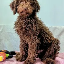 Spanish Water Dog Puppies On the go
