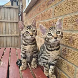 Brown Charcoal Bengals – Girl & Boy – Reserve