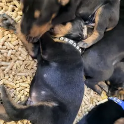 Doberman puppies black and rust