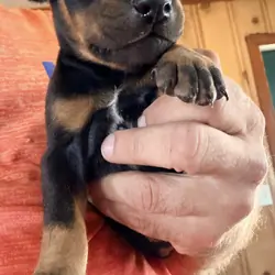 Doberman puppies black and rust