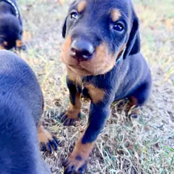 Doberman puppies black and rust