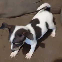 chihuahua mix puppies