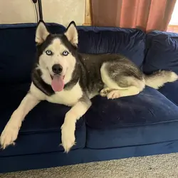 4 yr old Siberian Husky
