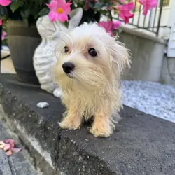 Tiny morkie