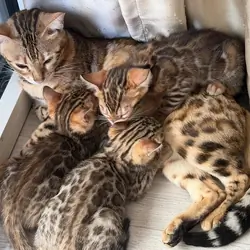 Top Quality Bengal Kittens (2 Boys, 1 Girl)