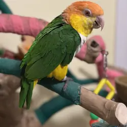 Male Caique