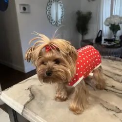 Pure breed Yorkie terrier