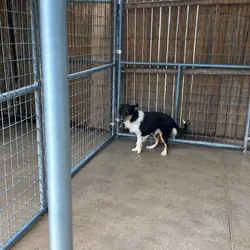 Shetland Sheepdog