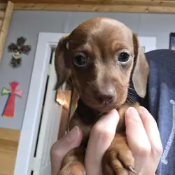 Dachshund pup