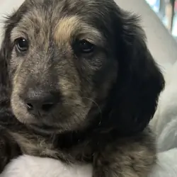 Dachshund puppy