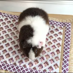 Guinea pig