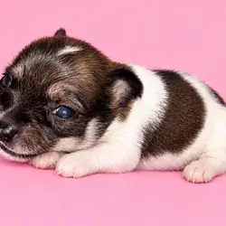 Female Chihuahua