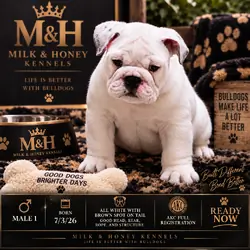 Exceptional White English Bulldog Male