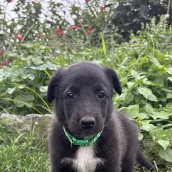 Belgian Malinois/Collie mix