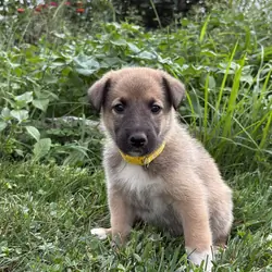 Belgian Malinois/Collie Puppies