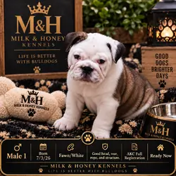 Fawn & White English Bulldog Male Puppy