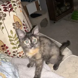 KITTEN. FREE