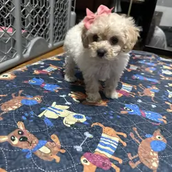 Toy cream poodle