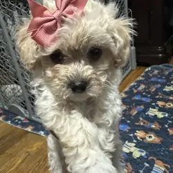 Toy cream poodle