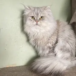 CFA intact mature male silver shaded Persian