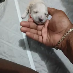 Miniature poodle puppies
