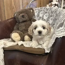 Coton de Tulear puppies