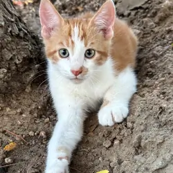 Lovely Tame Kittens