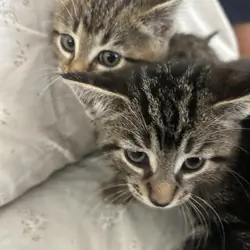 Kittens for new home