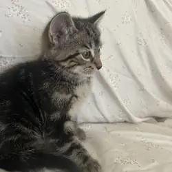 Kittens for new home
