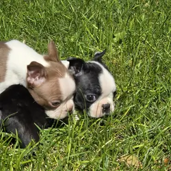 AKC Boston Terrier puppies