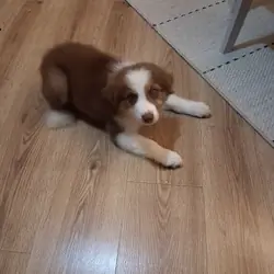 Australian shepherd puppy, 13 weeks old, house bro