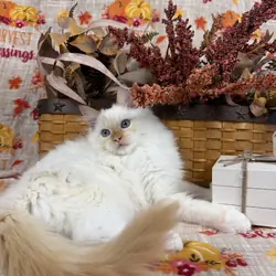 Flame point mitted male Ragdoll kitten available
