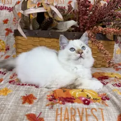 Purebred Female blue tortie kitten