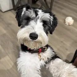 Miniature Schnauzers