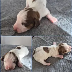 Miniature Dachshund