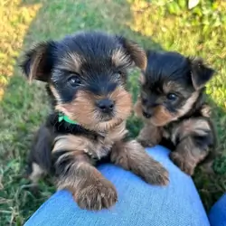 Yorkie puppies