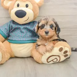 MALE Cavapoo Breed Info With dashing CAVAPOO PUPPY