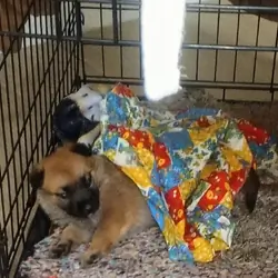 Puppy