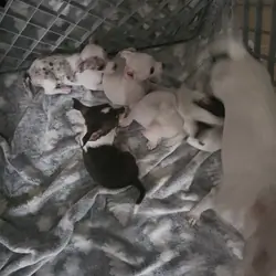 Chihuahua puppies