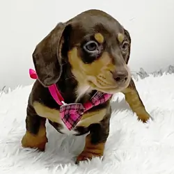 8-week-old female Dachshund  puppy for sale