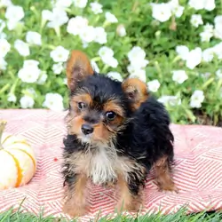 Registered Yorkshire Puppies For Rehoming