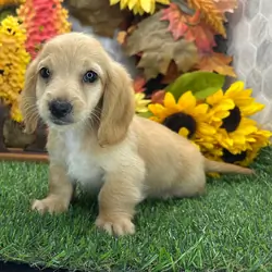 Slinky our 10-week-old male Dachshund puppy