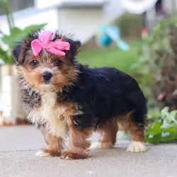 Home Raised Yorkie Puppies For Rehoming