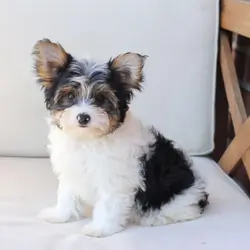 Healthy Yorkie Puppies Available For Adoption