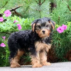 Registered Yorkie Puppies For Adoption