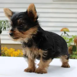Yorkie Puppies Looking For New Home