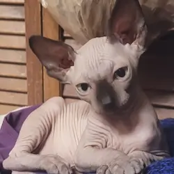 Sphynx kittens - Female