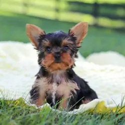 Adorable Yorkie Puppies Available
